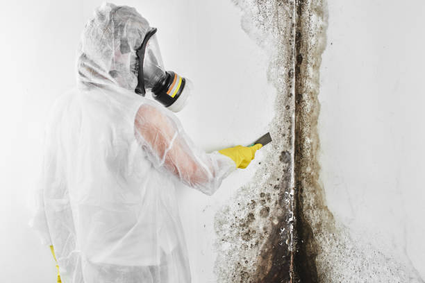 Best Mold Cleaning Services  in Ironwood, MI