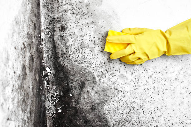 Best Residential Mold Removal  in Ironwood, MI