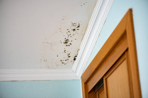 Best Attic Mold Removal  in Ironwood, MI