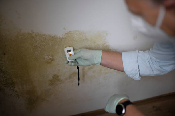 Best Black Mold Removal  in Ironwood, MI