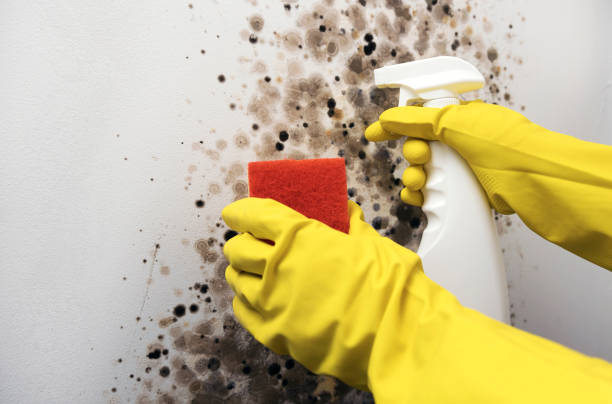 Best Certified Mold Removal  in Ironwood, MI