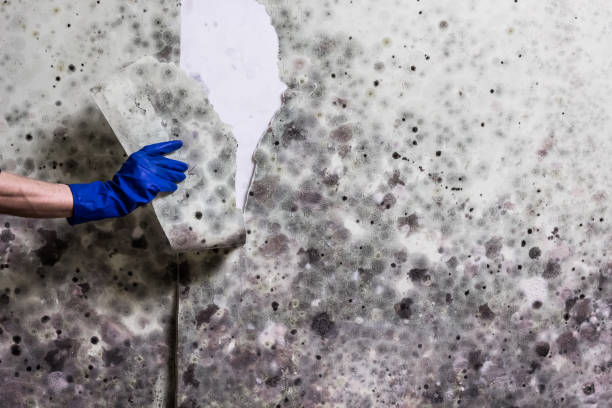 Best Mold Inspection  in Ironwood, MI