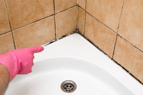 Certified Mold Removal in Ironwood, MI