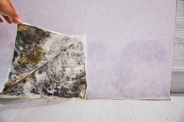 Best Mold Remediation  in Ironwood, MI